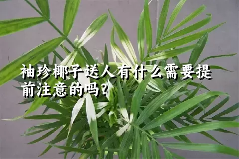 袖珍椰子送人有什么需要提前注意的吗？