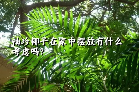 袖珍椰子在家中摆放有什么考虑吗？