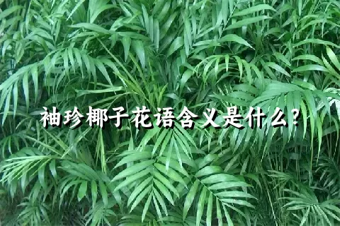 袖珍椰子花语含义是什么？