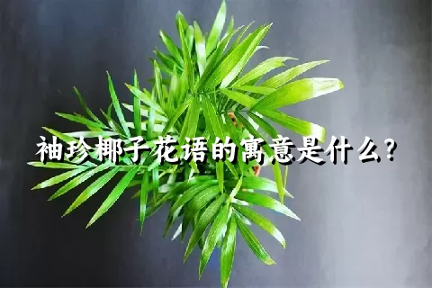 袖珍椰子花语的寓意是什么？