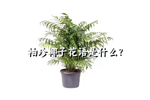 袖珍椰子花语是什么？