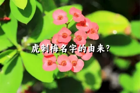 虎刺梅名字的由来？