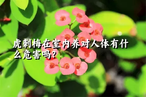 虎刺梅在室内养对人体有什么危害吗？