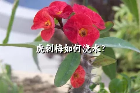 虎刺梅如何浇水？