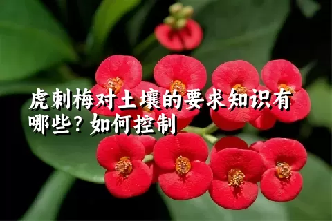 虎刺梅对土壤的要求知识有哪些？如何控制