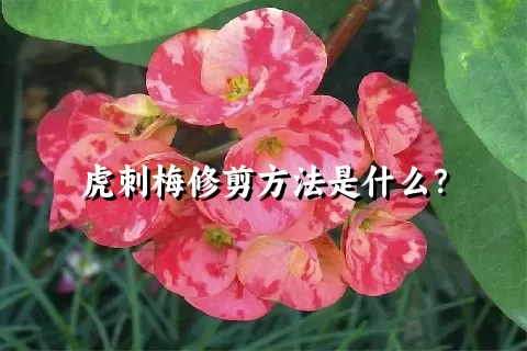 虎刺梅修剪方法是什么？