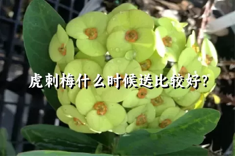 虎刺梅什么时候送比较好？