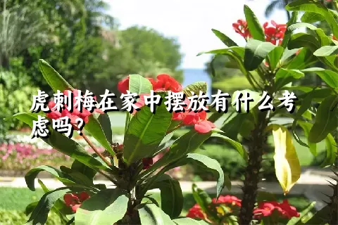 虎刺梅在家中摆放有什么考虑吗？