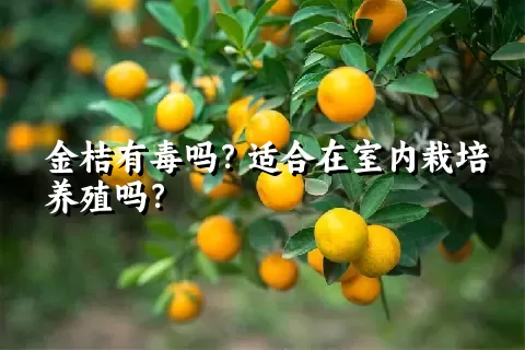 金桔有毒吗？适合在室内栽培养殖吗？