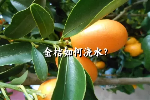 金桔如何浇水？