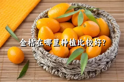 金桔在哪里种植比较好？