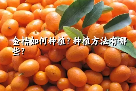 金桔如何种植？种植方法有哪些？