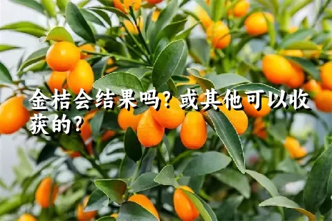 金桔会结果吗？或其他可以收获的？