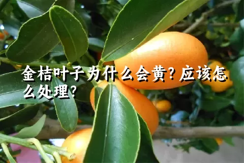 金桔叶子为什么会黄？应该怎么处理？