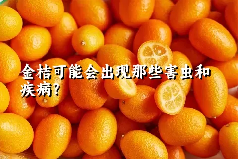 金桔可能会出现那些害虫和疾病？