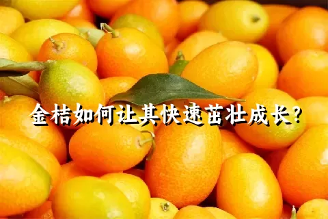 金桔如何让其快速茁壮成长？