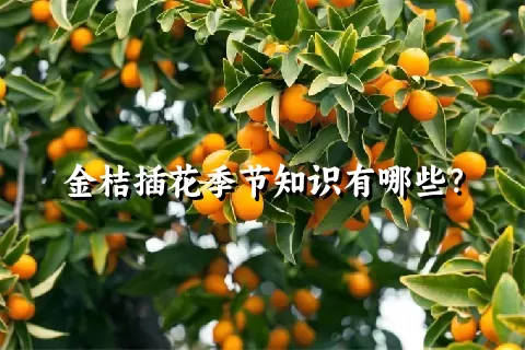 金桔插花季节知识有哪些？