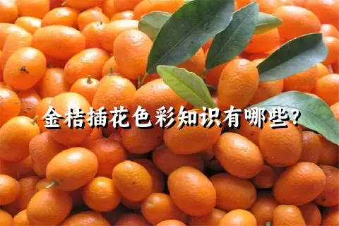 金桔插花色彩知识有哪些？