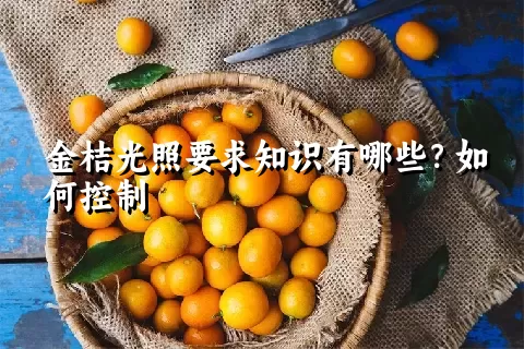 金桔光照要求知识有哪些？如何控制