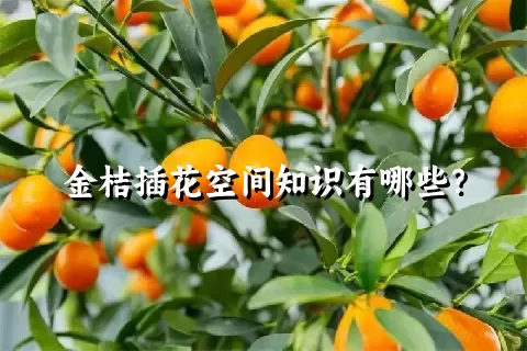 金桔插花空间知识有哪些？