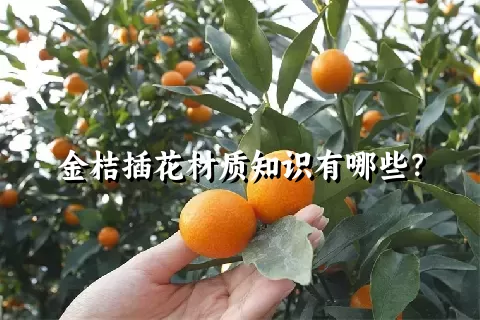 金桔插花材质知识有哪些？