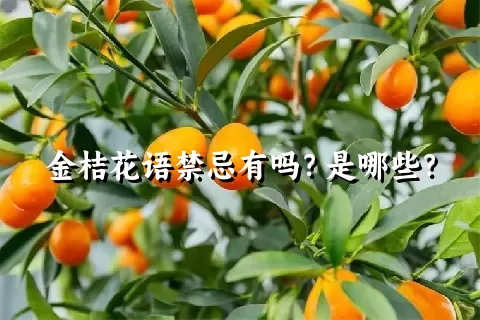 金桔花语禁忌有吗？是哪些？