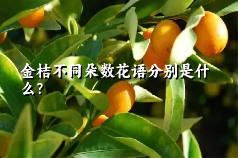 金桔不同朵数花语分别是什么？