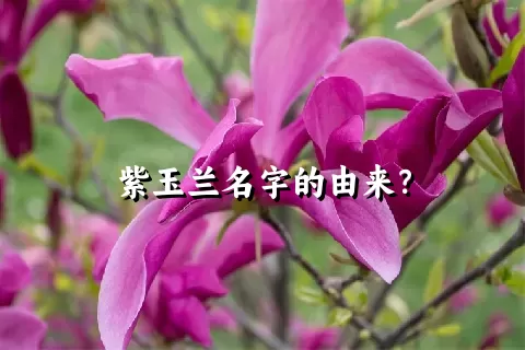 紫玉兰名字的由来？