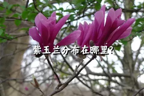 紫玉兰分布在哪里?