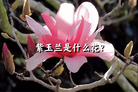 紫玉兰是什么花？