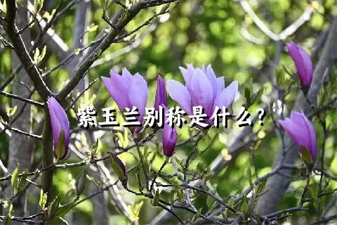 紫玉兰别称是什么？