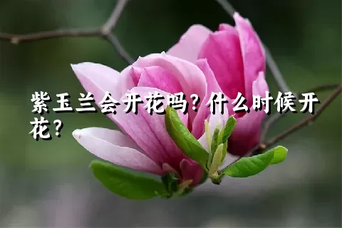 紫玉兰会开花吗？什么时候开花？