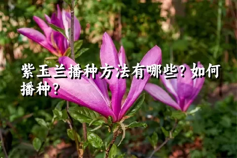 紫玉兰播种方法有哪些？如何播种？