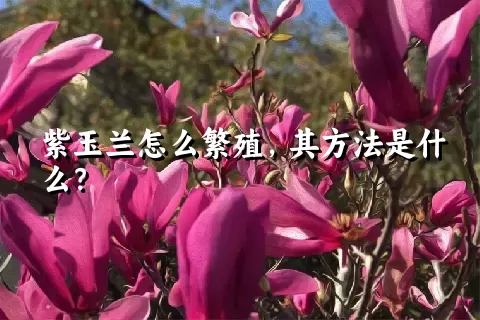 紫玉兰怎么繁殖，其方法是什么？