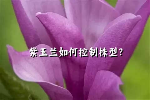 紫玉兰如何控制株型？