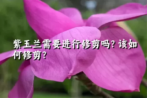 紫玉兰需要进行修剪吗？该如何修剪？