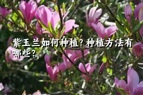 紫玉兰如何种植？种植方法有哪些？