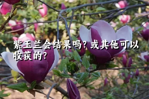 紫玉兰会结果吗？或其他可以收获的？