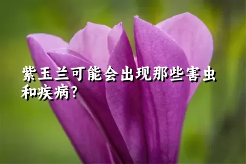 紫玉兰可能会出现那些害虫和疾病？