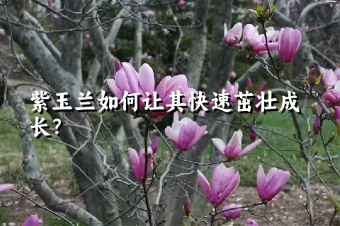 紫玉兰如何让其快速茁壮成长？