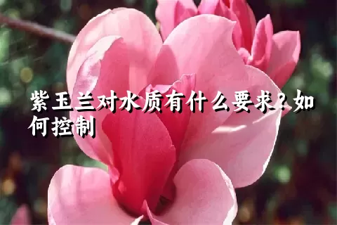 紫玉兰对水质有什么要求？如何控制