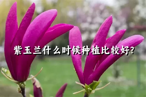 紫玉兰什么时候种植比较好？