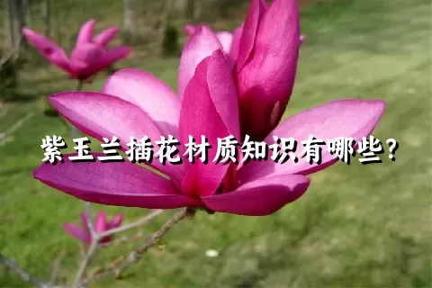 紫玉兰插花材质知识有哪些？