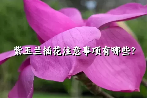 紫玉兰插花注意事项有哪些？