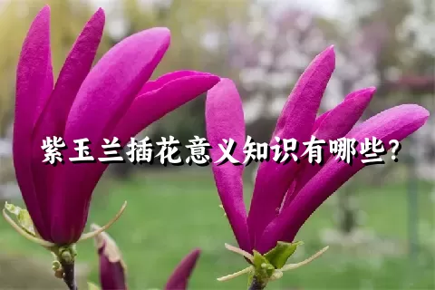 紫玉兰插花意义知识有哪些？