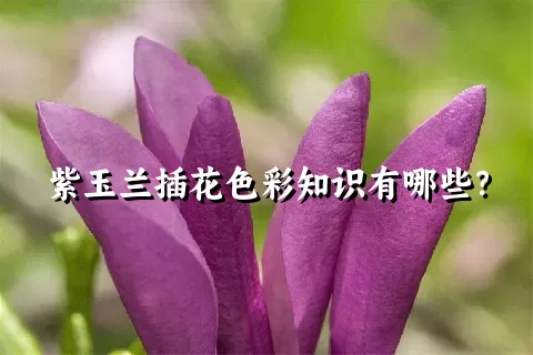 紫玉兰插花色彩知识有哪些？