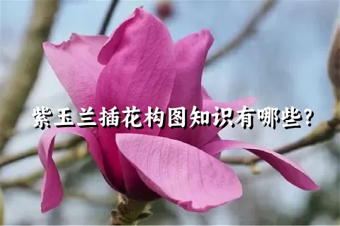 紫玉兰插花构图知识有哪些？