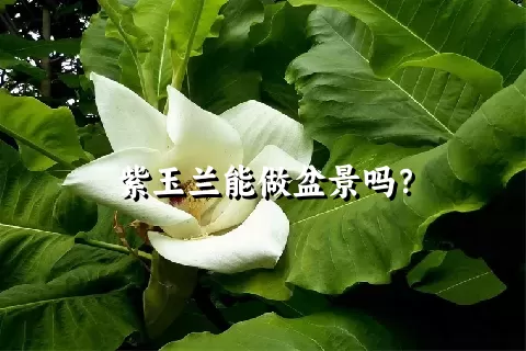 紫玉兰能做盆景吗？