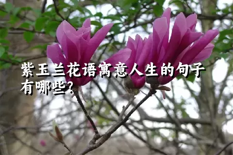 紫玉兰花语寓意人生的句子有哪些？