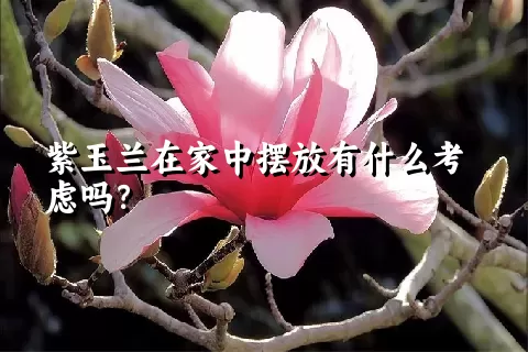 紫玉兰在家中摆放有什么考虑吗？